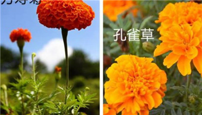 万寿菊与孔雀草区别有哪些-图片2