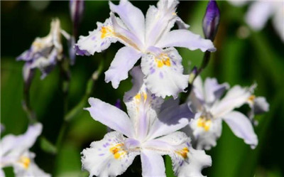 蝴蝶花