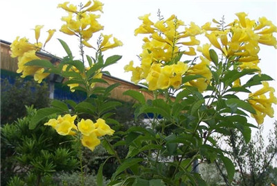黄钟花的养殖方法和注意事项，黄钟花怎么养-图片1