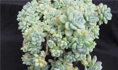 凝脂莲资料介绍，凝脂莲图片，凝脂莲的主要价值-图片2