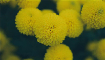 菊花代表什么