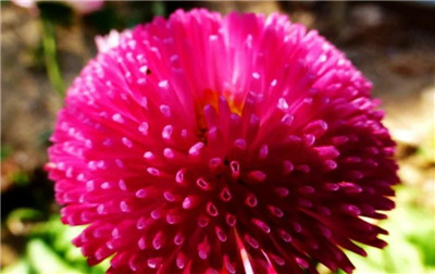 雏菊花资料介绍，雏菊花图片，雏菊花的功效和作用-图片2