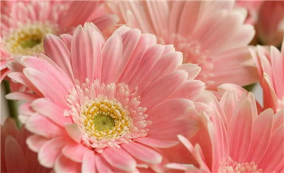 粉菊花资料介绍，粉菊花图片，粉菊花的主要价值-图片2