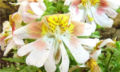 蛾蝶花