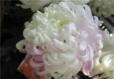 菊花的品种有哪些，菊花的品种大全-图片2