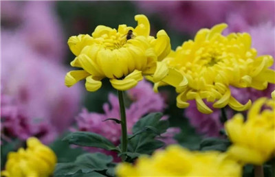 黄菊花资料介绍，黄菊花图片，黄菊花的主要价值-图片2