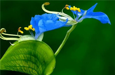 兰花草资料介绍，兰花草图片，兰花草的主要价值-图片2