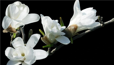 木兰花资料介绍，木兰花图片，木兰花的主要价值-图片2