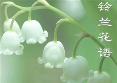 铃兰花语是什么，铃兰花语和寓意是什么-图片2