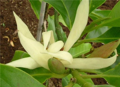 白兰花资料介绍，白兰花图片，白兰花的主要价值-图片2