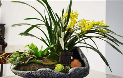 兰花种植方法，兰花种植的时间和要点-图片2