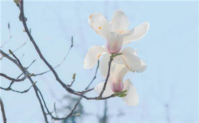 白玉兰花语是什么，白玉兰花语的花语和寓意是什么-图片2