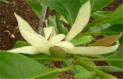 白兰花树资料介绍，白兰花树怎么养-图片2