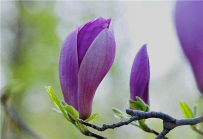 玉兰花是什么颜色，玉兰花的颜色有哪些-图片2