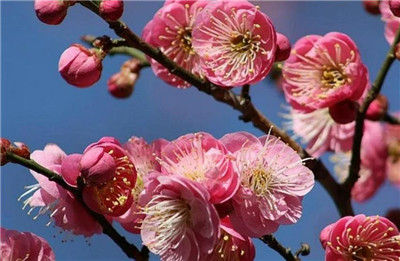 描写梅花的诗句有哪些，描写梅花的诗句大全-图片2