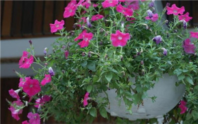 矮牵牛花期