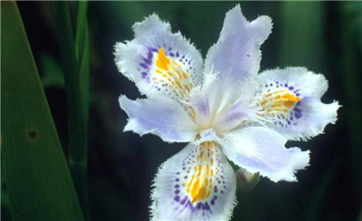 蝴蝶花