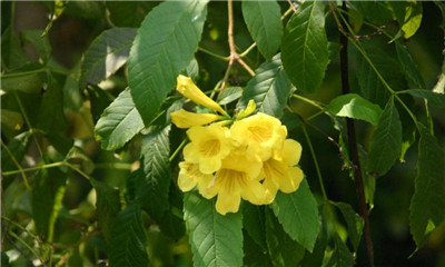 黄钟花