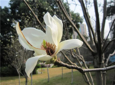 玉兰花资料介绍，玉兰花图片，玉兰花的主要价值-图片3
