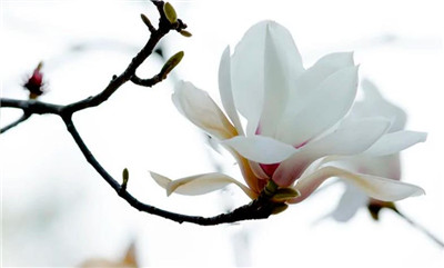 木兰花资料介绍，木兰花图片，木兰花的主要价值-图片3