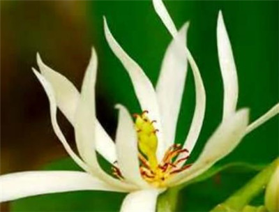 白兰花资料介绍，白兰花图片，白兰花的主要价值-图片3