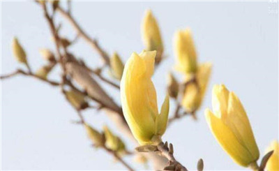 玉兰花是什么颜色，玉兰花的颜色有哪些-图片3