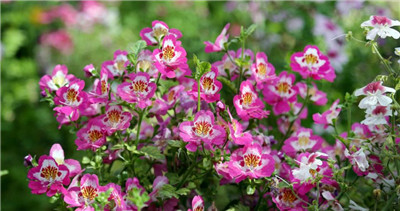 蛾蝶花