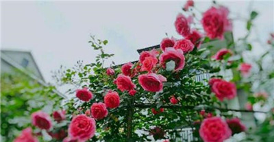 月季花栽培方法有哪些，月季花怎么栽培-图片2