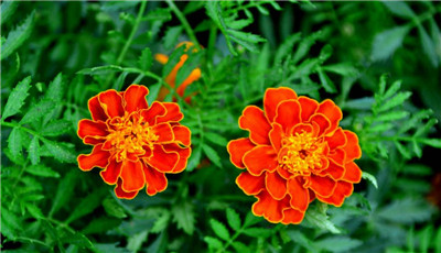孔雀草花语