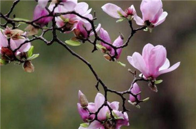 玉兰花是什么颜色，玉兰花的颜色有哪些-图片4