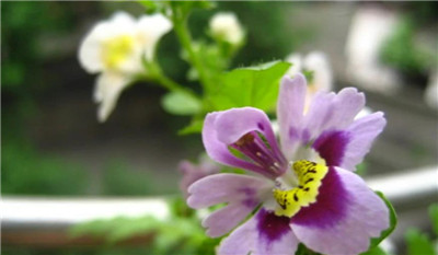 蛾蝶花花期多久