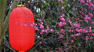 十种招鬼的花是什么，盘点十种招鬼的花-图片1