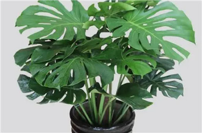 客厅最旺宅的大型植物有哪些，盘点客厅最旺宅的大型植物-图片1