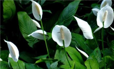 家里再穷也要养这3种花是什么，盘点家里再穷也要养这3种花-图片1