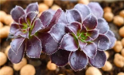 十种招鬼的花是什么，盘点十种招鬼的花-图片2