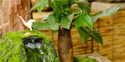 客厅最旺宅的大型植物有哪些，盘点客厅最旺宅的大型植物-图片2