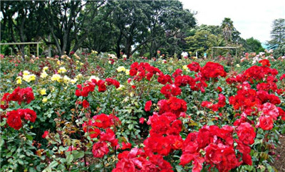 玫瑰花园在哪里，玫瑰花园有哪些景点-图片2