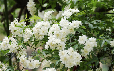 木香花资料介绍，3分钟快速了解木香花-图片1