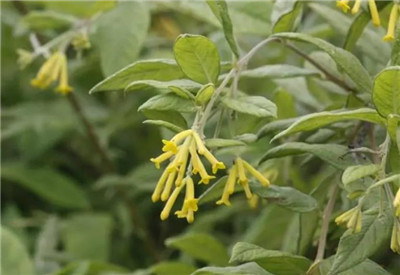 荛花资料介绍，荛花的功效和作用-图片1