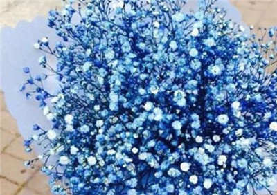 满天星的花语和寓意，不同颜色满天星的花语和寓意-图片1