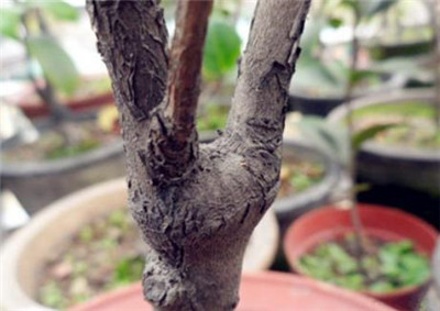 嫁接茶花的方法有哪些，茶花怎么嫁接-图片1