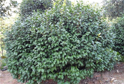 茶花球介绍，茶花球的种植要点和养护方法