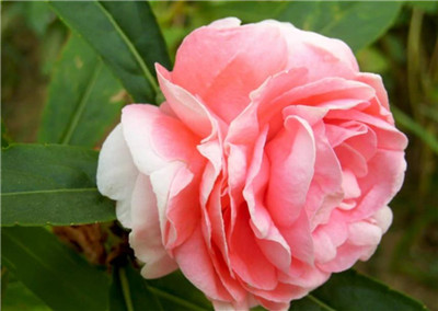 茶花凤仙介绍，3分钟快速了解茶花凤仙-图片1