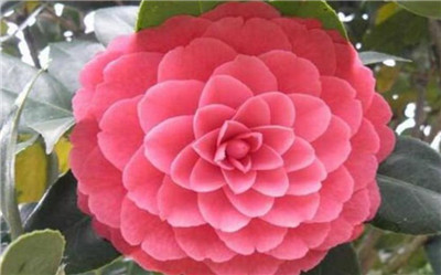 茶花品种有哪些，盘点十大好看的茶花品种-图片1