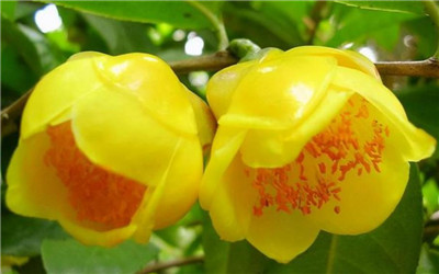 金茶花介绍，3分钟快速了解金茶花-图片1