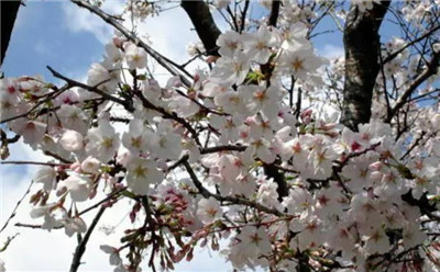 樱花介绍，樱花图片，3分钟快速了解樱花-图片1