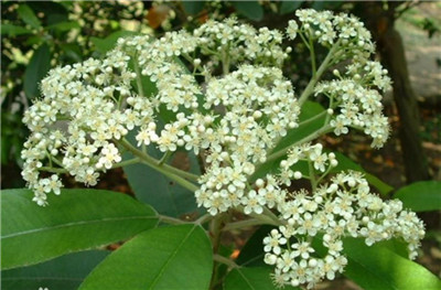 石楠花资料介绍，3分钟快速了解石楠花-图片1