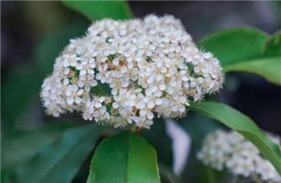 石楠花为什么叫最污花，石楠花为什么是精子味-图片1