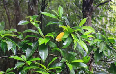 紫荆木资料介绍，3分钟快速了解紫紫荆木-图片1