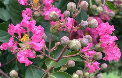 紫薇花什么时间开，紫薇花的花语和象征意义-图片2